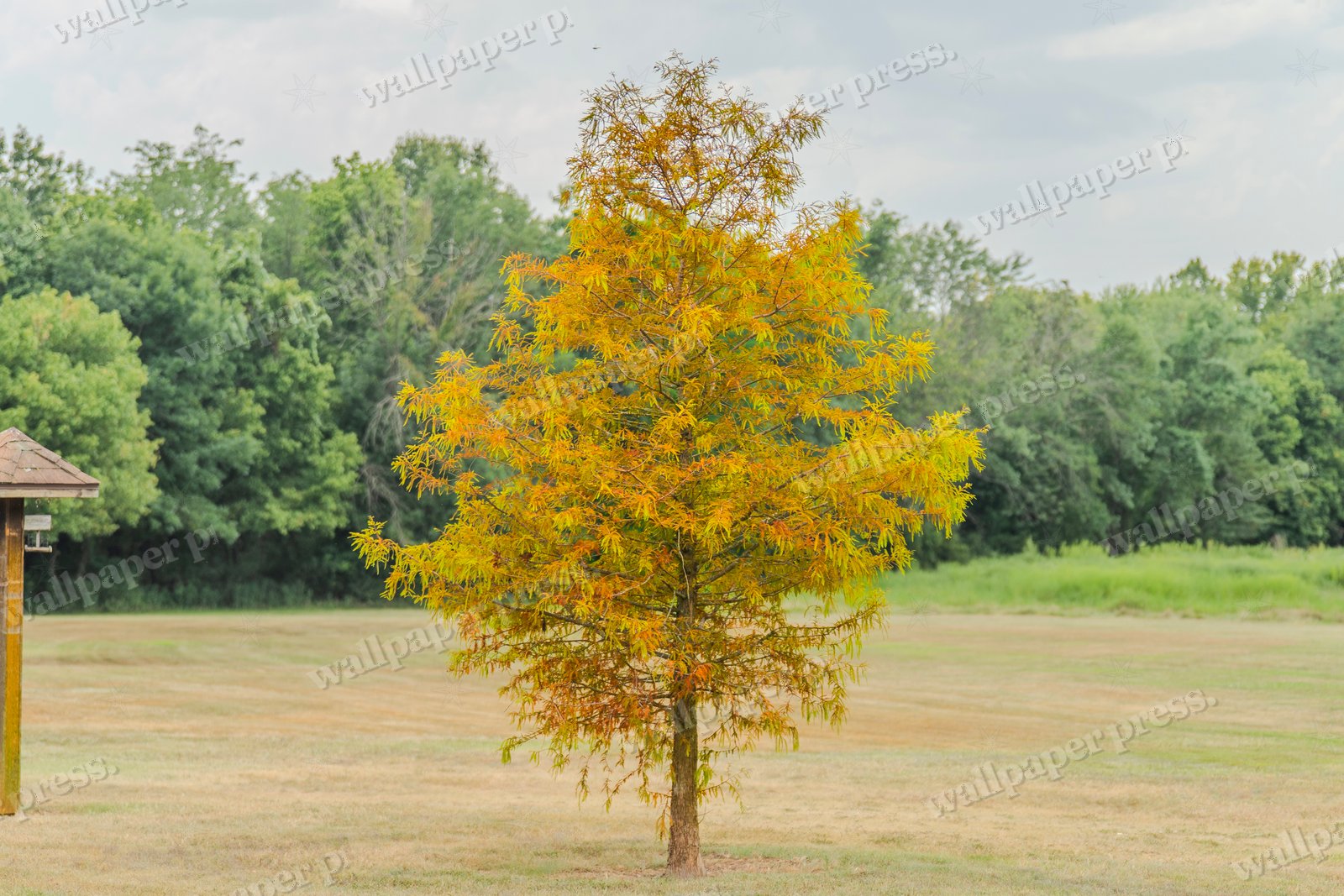 Autumn's First Whisper