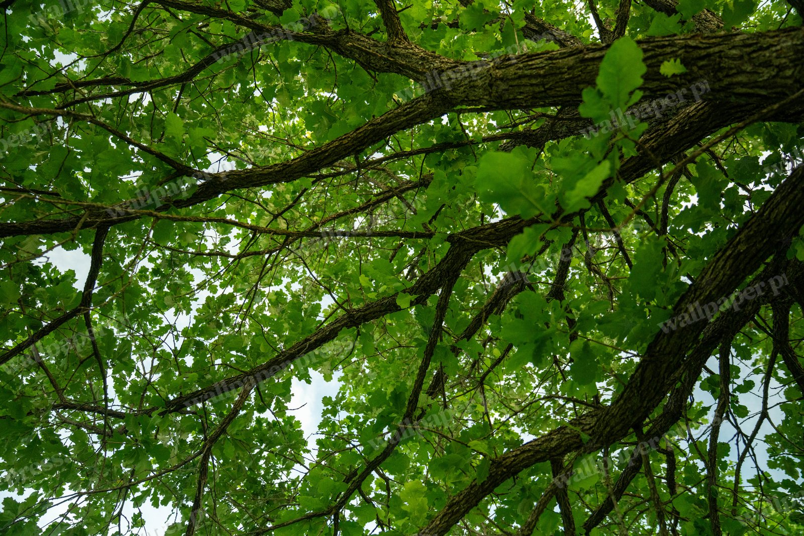 Canopy From Below