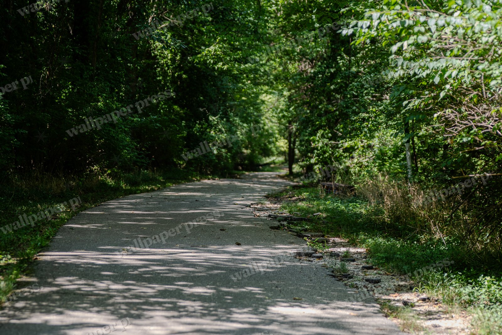 Dark Forest Road