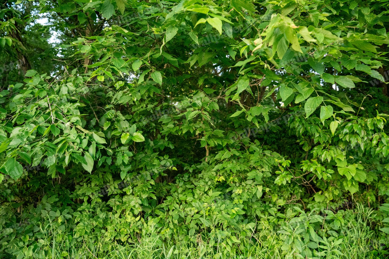 Dense Green Foliage