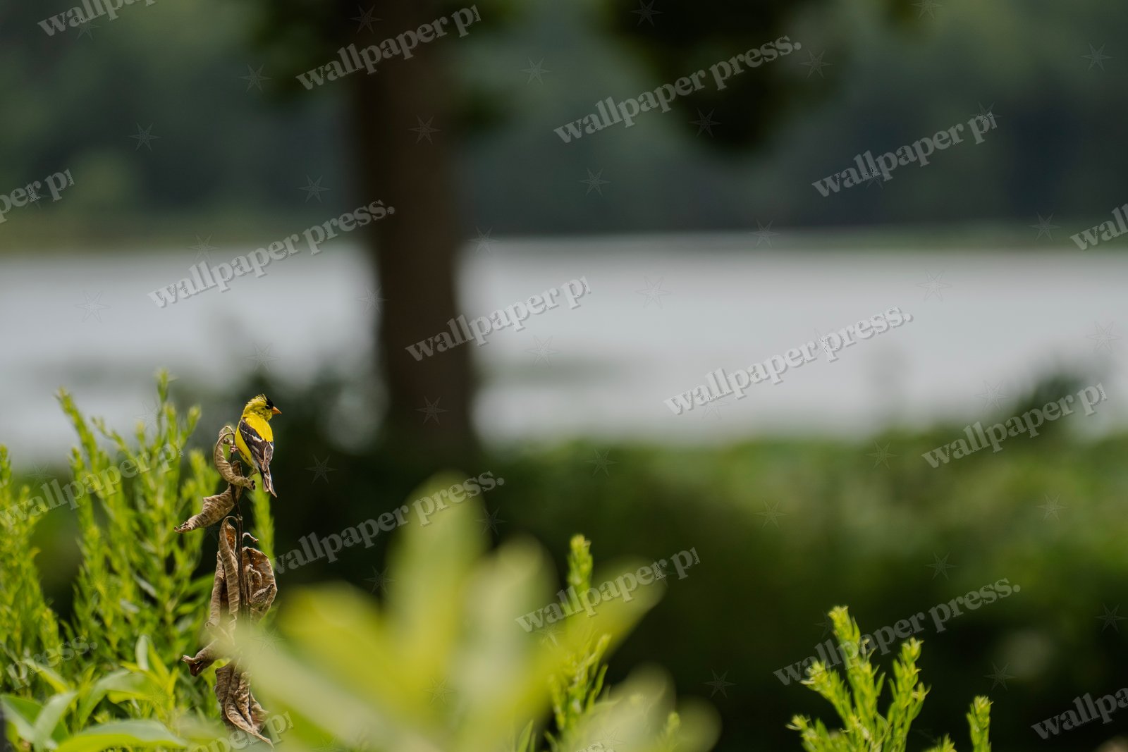 Fleeting Yellow