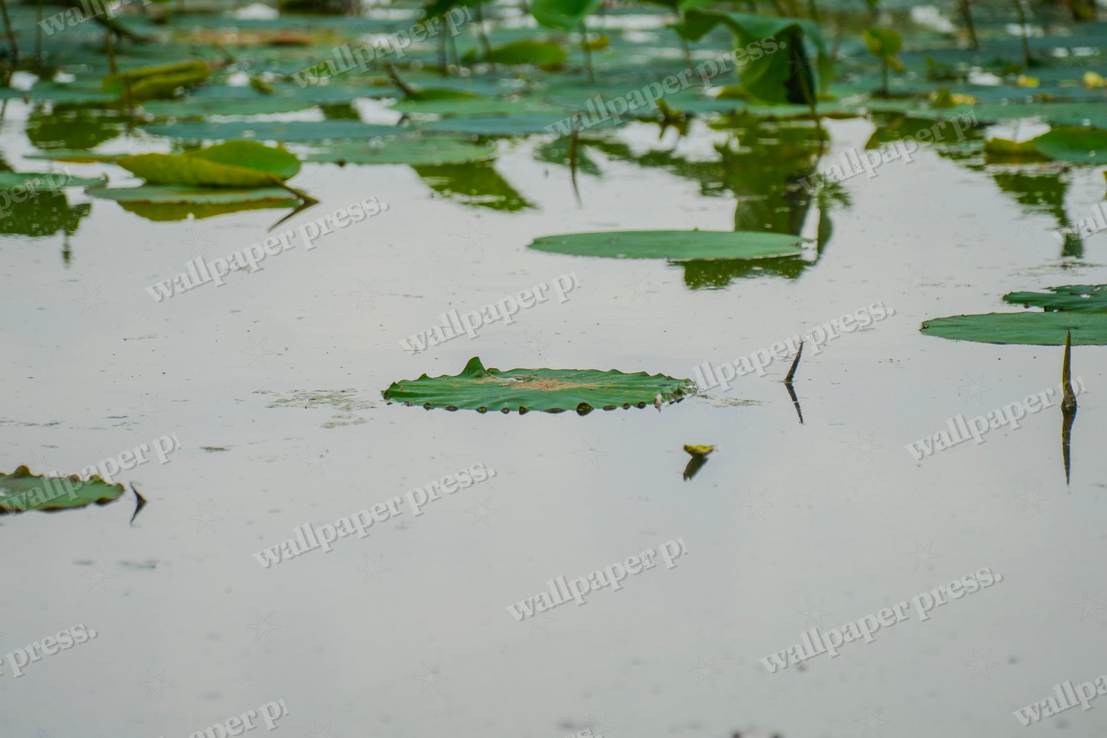 Floating Life