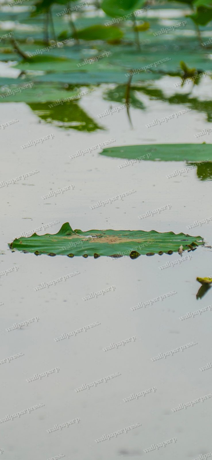 Floating Life shown on an iPhone