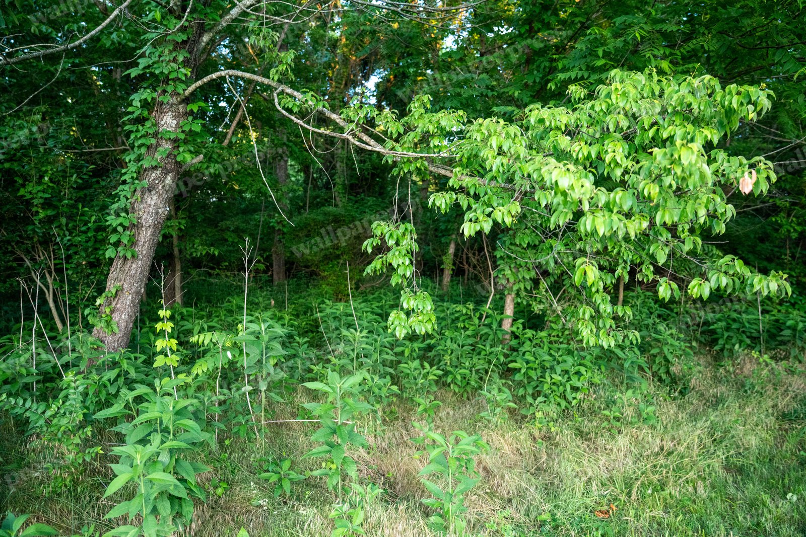 Forest Edge Greenery
