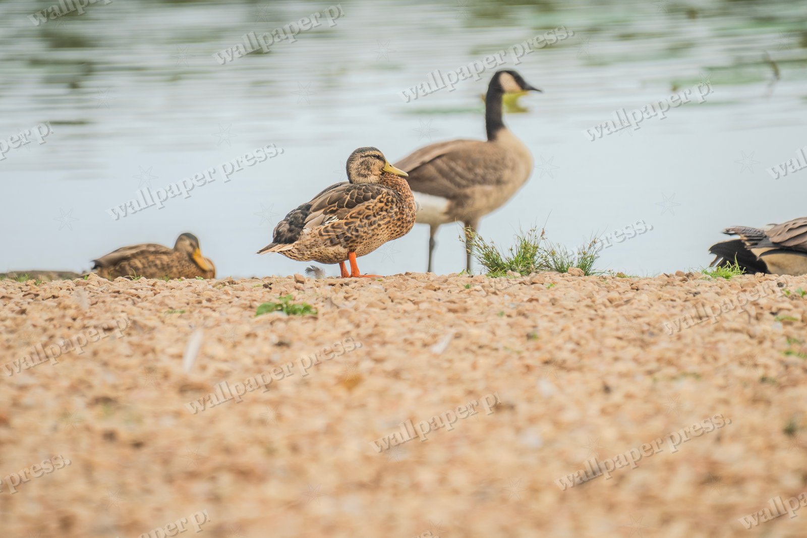 Gosling At Rest