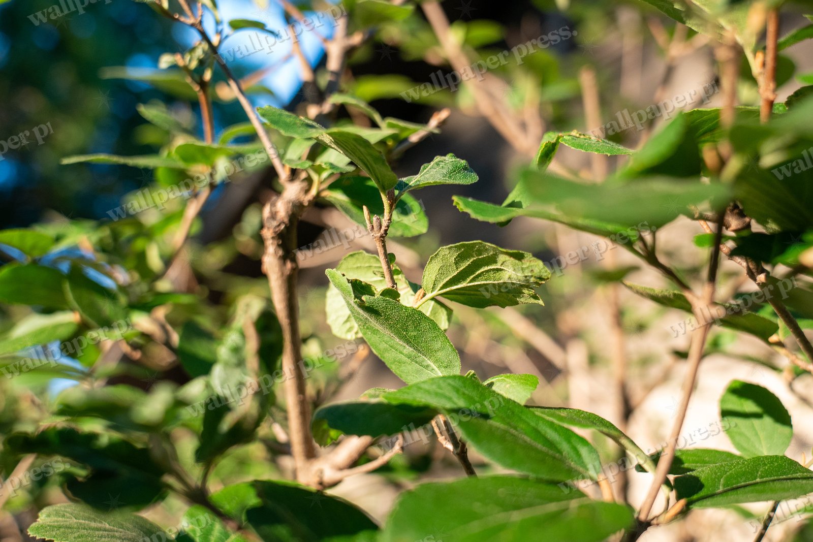 Green Shrub Leaves