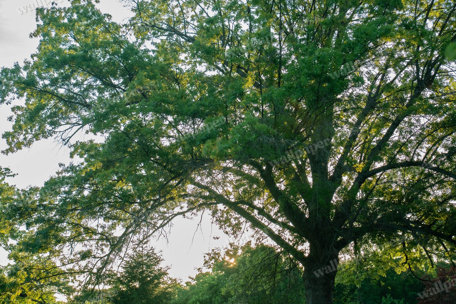 Large Oak Tree