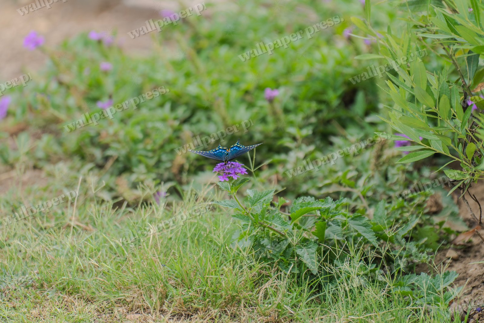 Meadow's Jewel