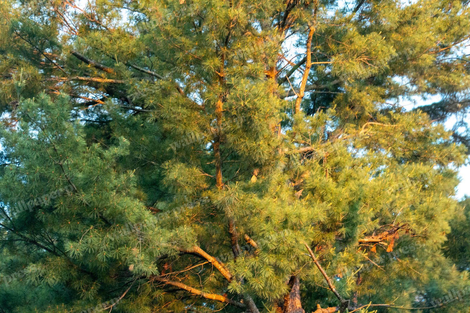 Pine Tree Golden Hour