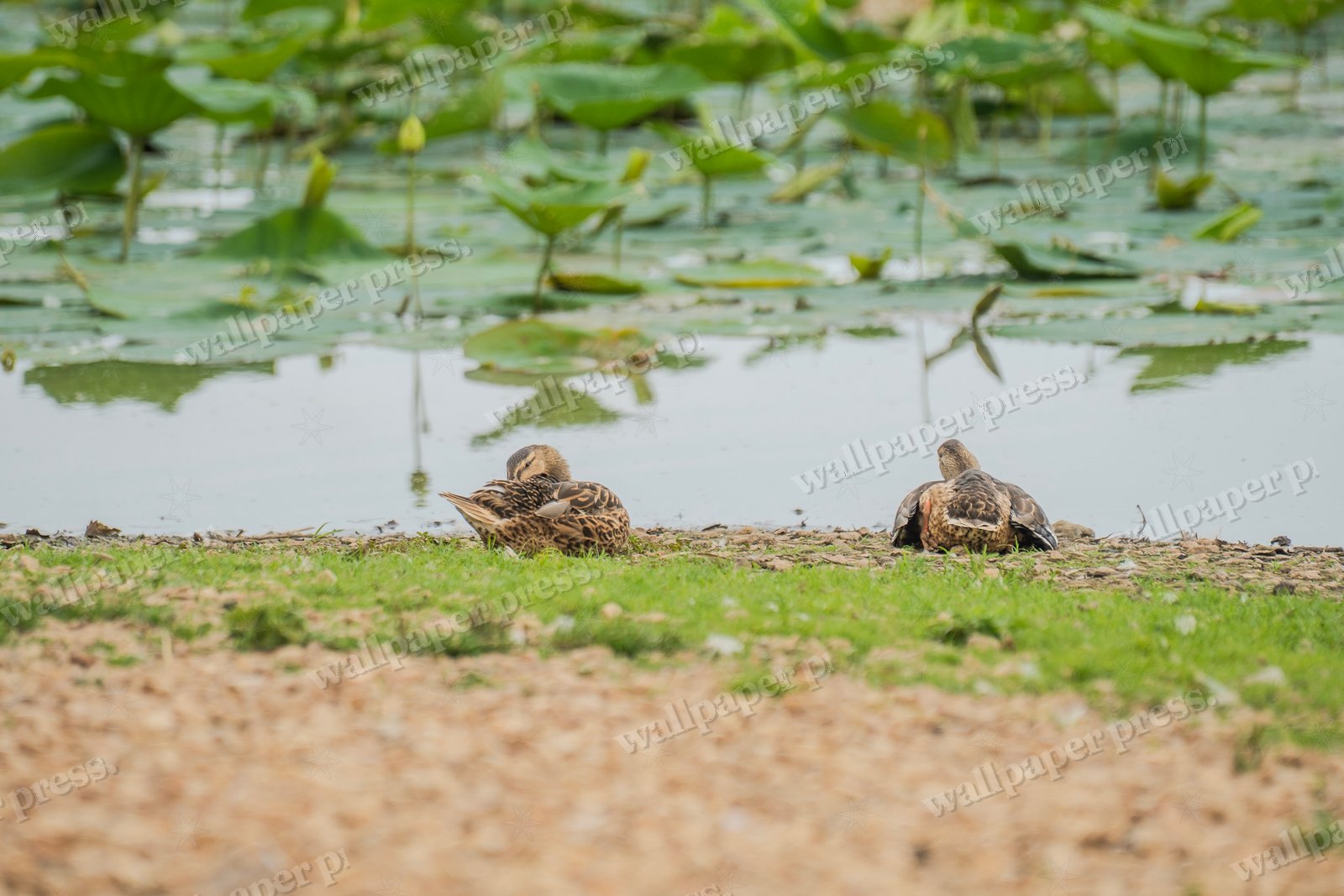 Resting, Side By Side