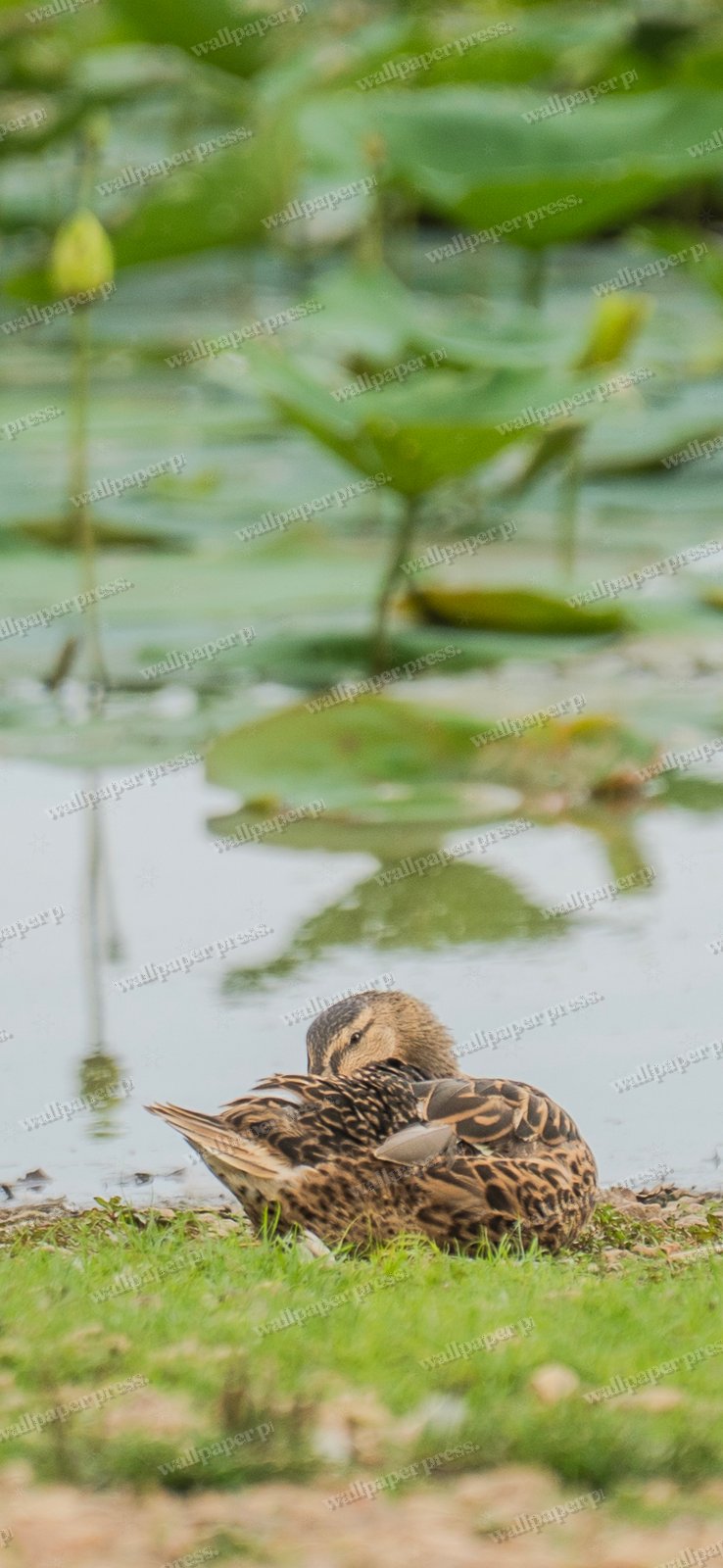 Resting, Side By Side shown on an iPhone