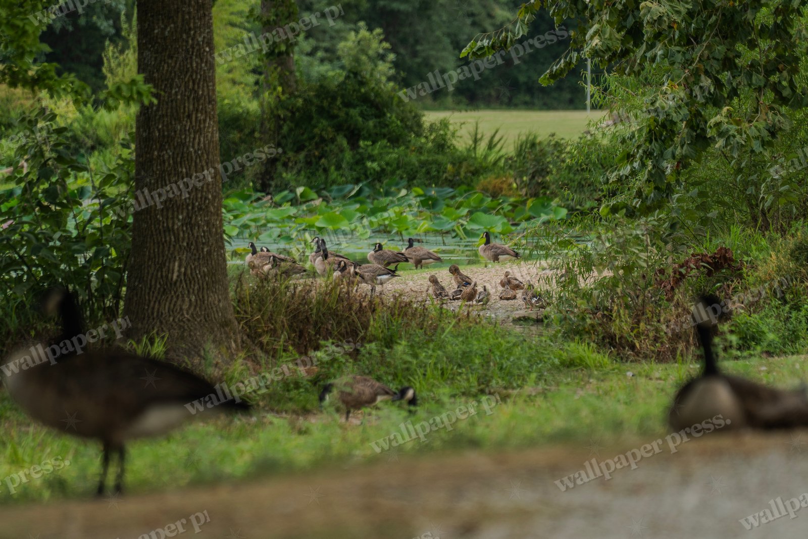 Riverside Flock