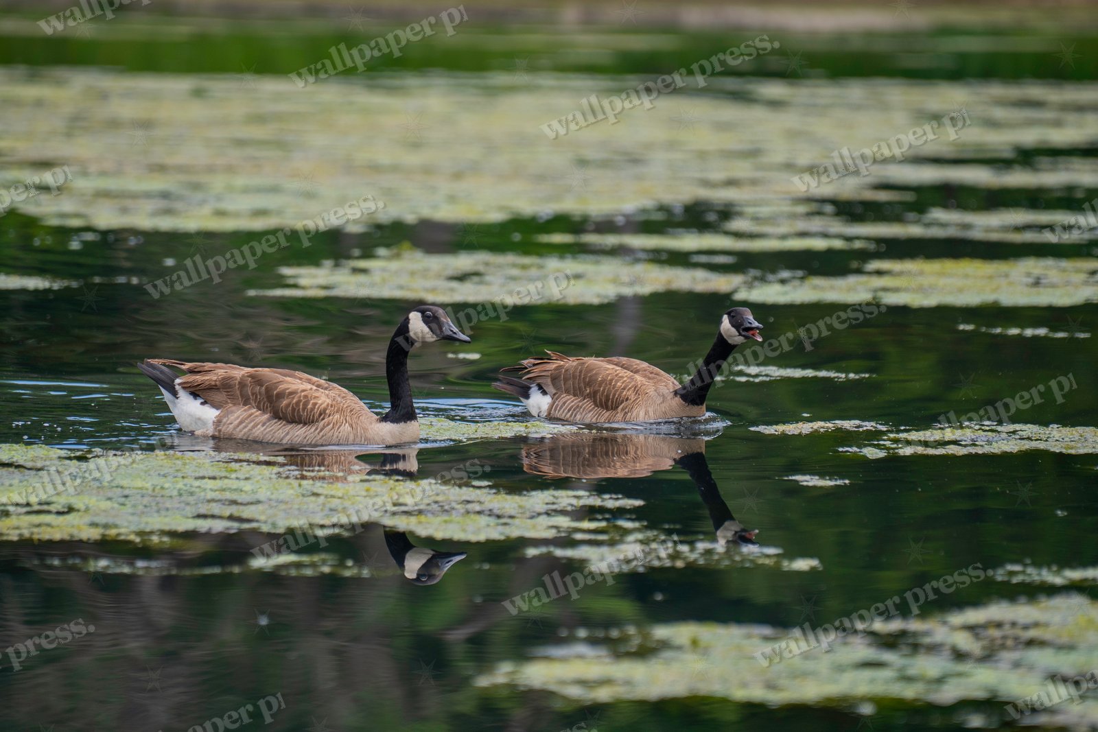 Swimming Along