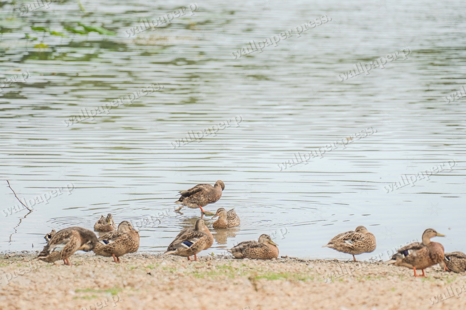 The Little Ones