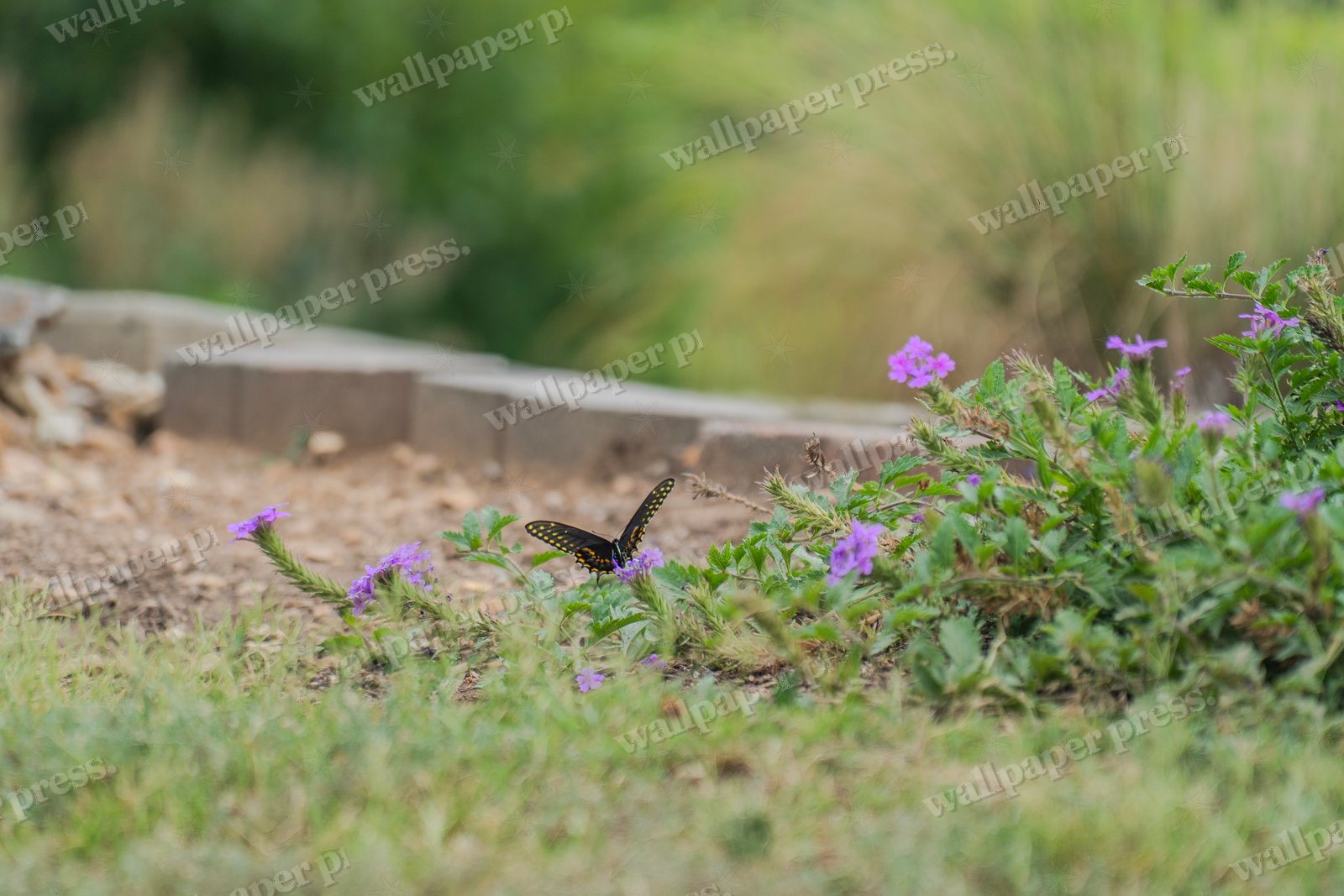 The Purple Bloom Visitor
