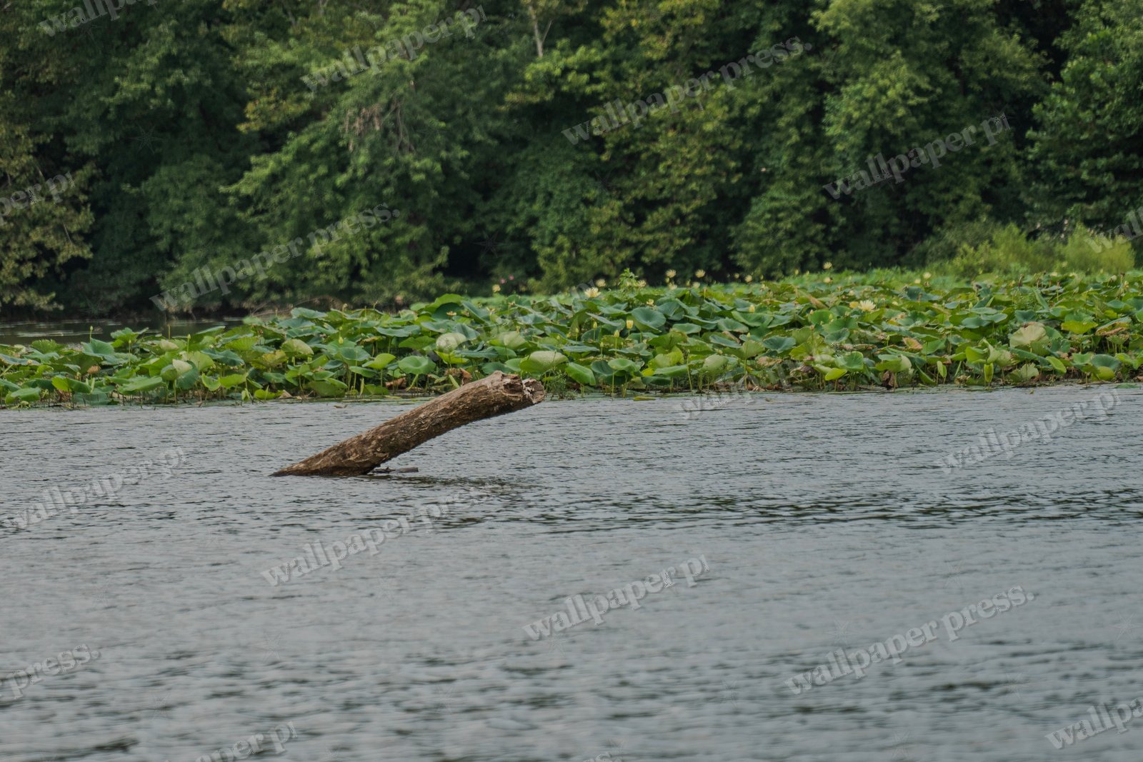 The River S Relic