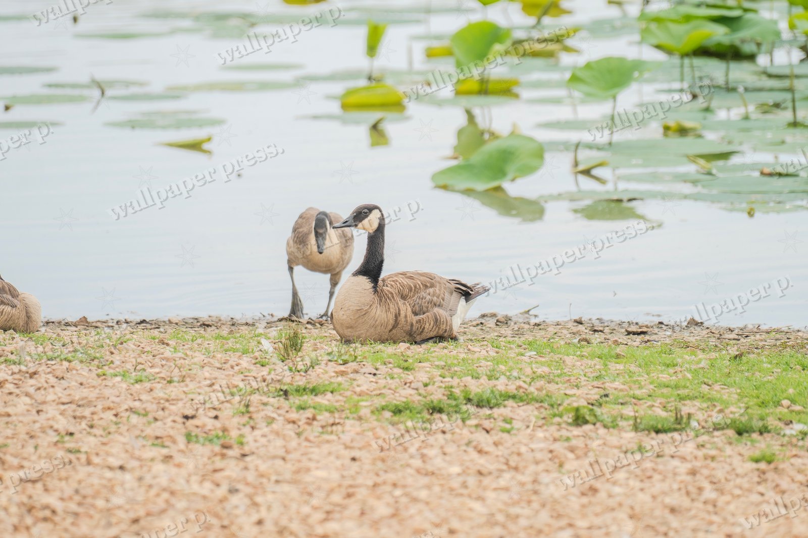 Waterside Companions