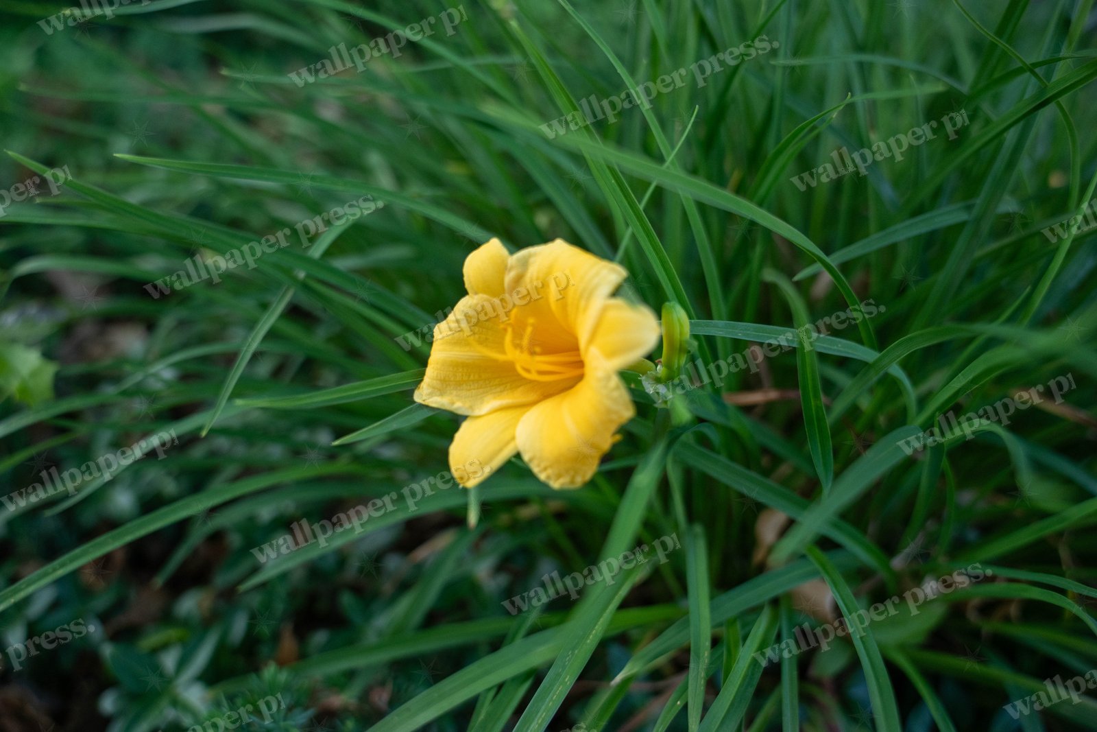 Yellow Daylily